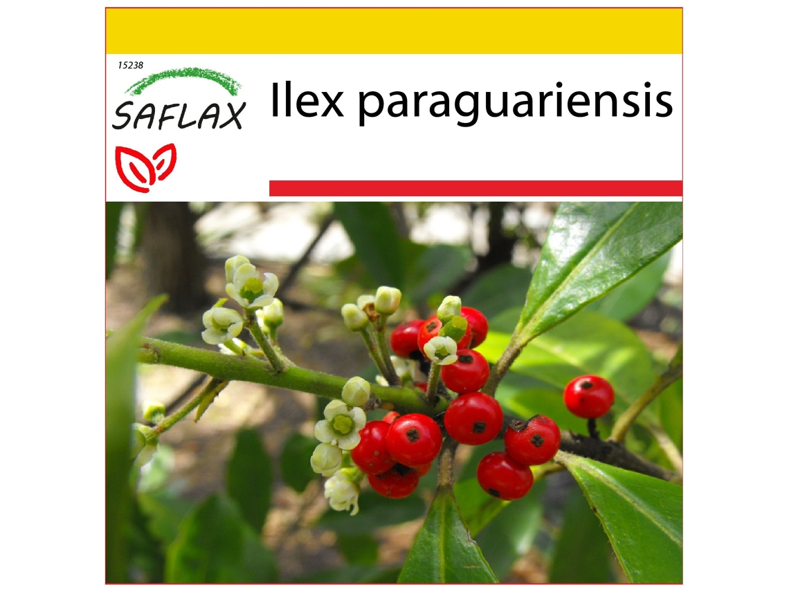SAFLAX Conjunto de cultivo Arbusto del té mate 10 semillas Con mini invernadero, sustrato de cultivo y 2 macetas Ilex paraguariensis