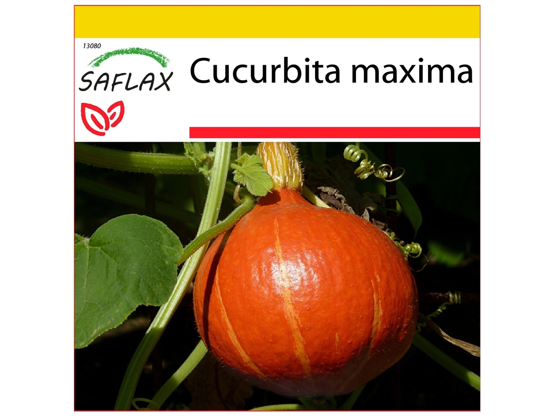 SAFLAX Conjunto de cultivo Calabaza Hokkaido 10 semillas Con mini invernadero, sustrato de cultivo y 2 macetas Cucurbita maxima
