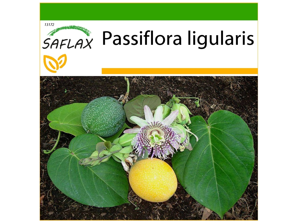 SAFLAX Granadilla 20 semillas Con sustrato de cultivo libre de gérmenes Passiflora ligularis