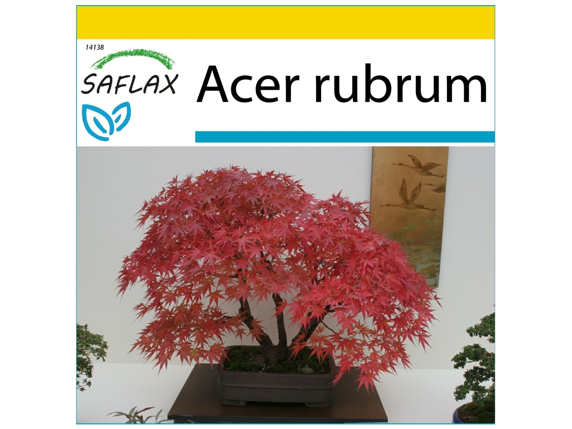 SAFLAX Conjunto de cultivo Arce rojo 20 semillas Con mini invernadero, sustrato de cultivo y 2 macetas Acer rubrum