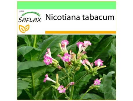 SAFLAX Garden to go Tabaco de Virginia 250 semillas Con maceta, tapa climática y sustrato de cultivo Nicotiana tabacum