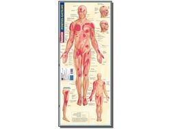 Libro Resumao Medicina Pontos Gatilho de Barros Fischer E Associados (Portugués)