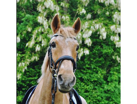 Frontal para caballo HEKKTOR Theïa