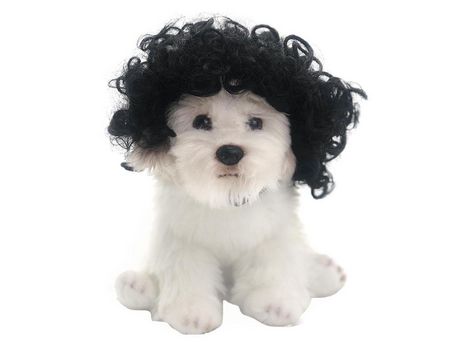 Peluca para mascotas peluca para perros vestido diario peluca para mascotas accesorios para mascotas de Halloween ELKUAIE