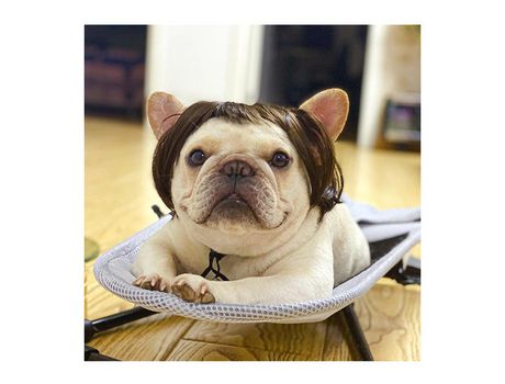 Pelucas para mascotas Productos para mascotas XIMU