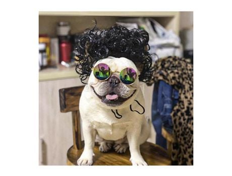 Pelucas para mascotas Productos para mascotas XIMU