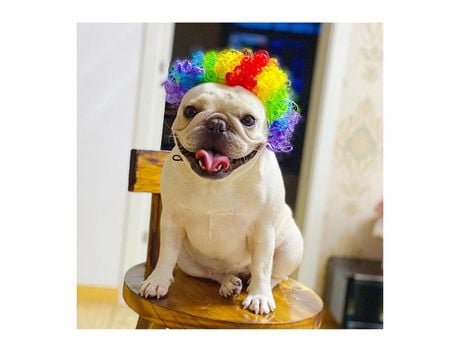 Pelucas para mascotas Productos para mascotas XIMU