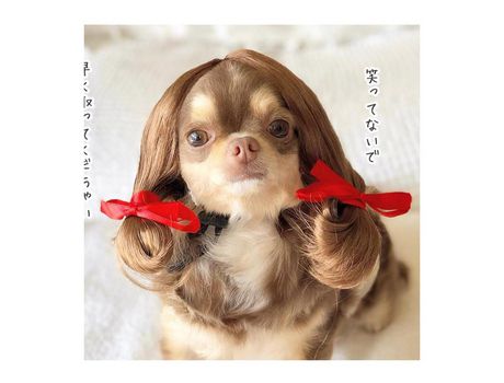 Pelucas para mascotas Productos para mascotas XIMU