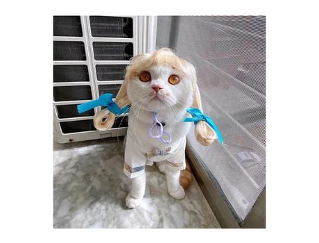 Pelucas para mascotas Productos para mascotas XIMU
