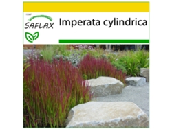 SAFLAX Conjunto de cultivo Hierba sangrienta japonesa 50 semillas Con mini invernadero, sustrato de cultivo y 2 macetas Imperata cylindrica