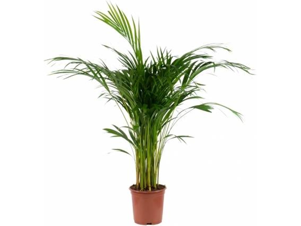 Planta Natural BIOMAPLANTS Areca (80-90 cm)