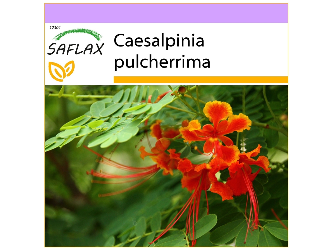 Pequeño flamboyan - 10 semillas - Caesalpinia pulcherrima SAFLAX