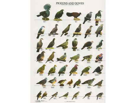 Póster Palomas y Tórtolas