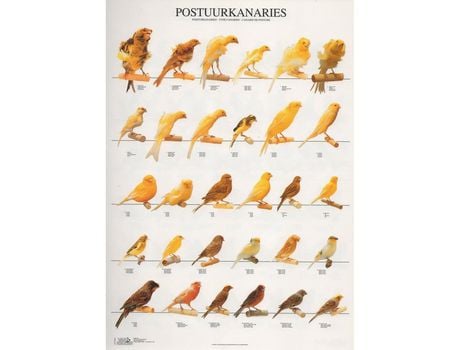 Póster Canarios de Postura Laminado A4