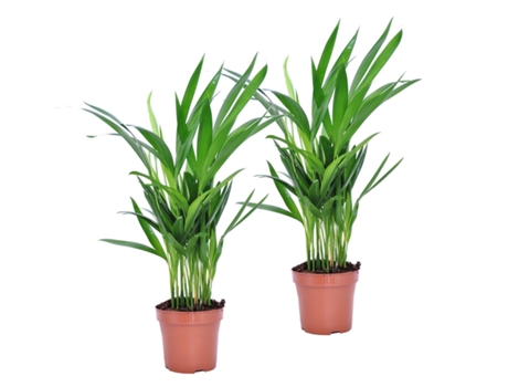 Palmeras - PLANT IN A BOX - Dypsis Lutescens - Set de 2 - Maceta 12cm - Altura 30-45cm