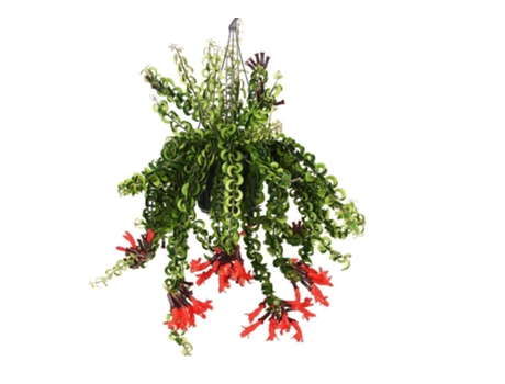Hanging plants - PLANT IN A BOX - Aeschynanthus - Set de 1 - Maceta 15cm - Altura 20-30cm