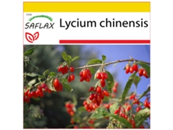 SAFLAX Conjunto de cultivo Baya de Goji 200 semillas Con mini invernadero, sustrato de cultivo y 2 macetas Lycium chinensis