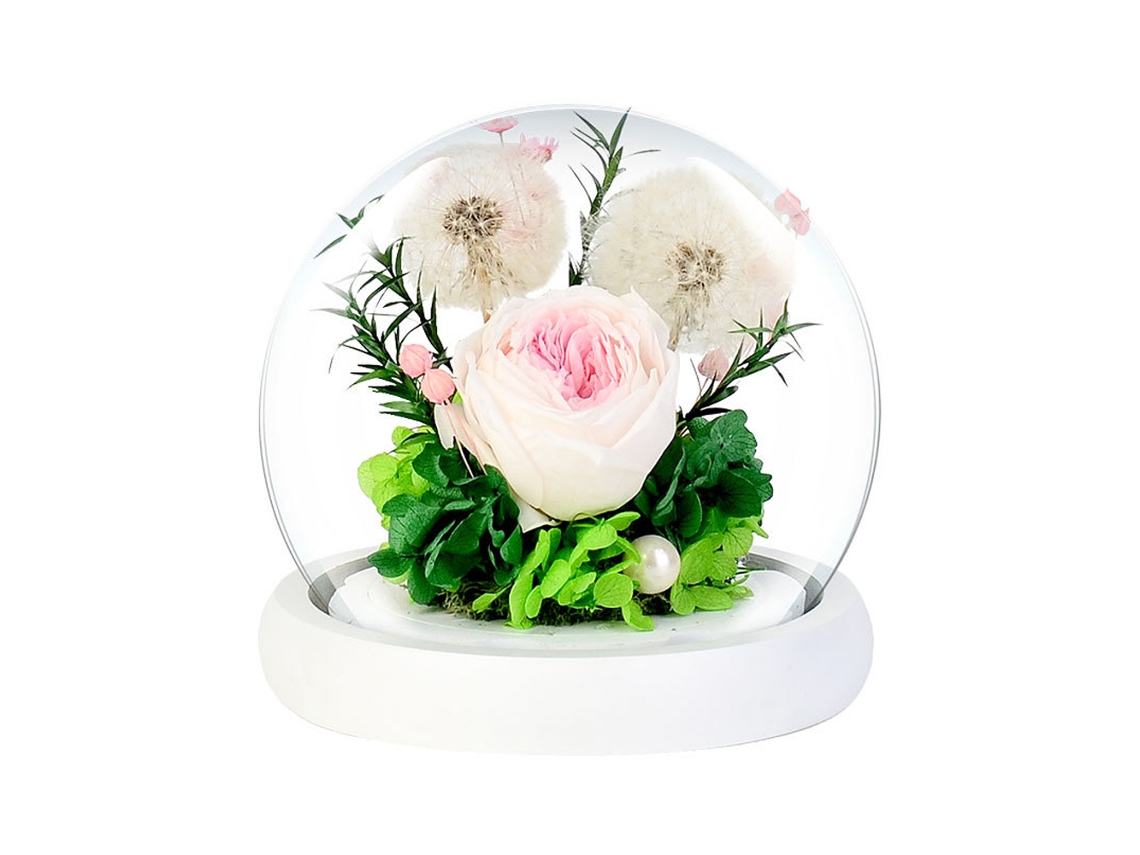 Rosas eternas de diente de león real con luces LED para San Valentín, cumpleaños, regalo elegante.