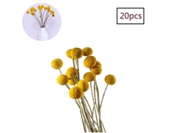 JILLIOPER Romance eterno: 20 tallos Craspedia seca real, vibrantes botones amarillos de billy, regalo de la naturaleza para arreglos florales de bricolaje, mejo