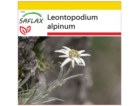 SAFLAX Conjunto de cultivo Edelweiss 500 semillas Con mini invernadero, sustrato de cultivo y 2 macetas Leontopodium alpinum