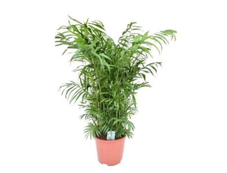 Palmeras - PLANT IN A BOX - Chamaedorea elegans - Set de 1 - Maceta 20cm - Altura 80-90cm