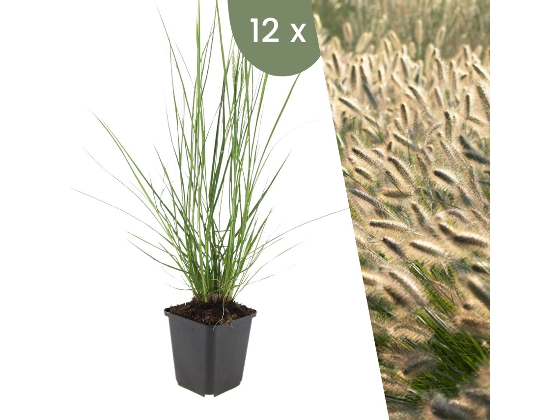 | 12 Plantas De Hierba De Bombilla | Pennisetum Alopecuroides Hameln | Cobertura Del Suelo Hardy | Perenne Hardy | Plantas De Jardín Plants By Frank