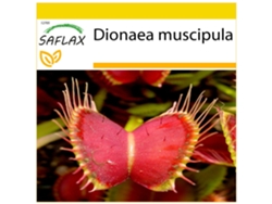 SAFLAX Conjunto de cultivo Venus atrapamoscas 10 semillas Con mini invernadero, sustrato de cultivo y 2 macetas Dionaea muscipula
