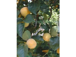Red Antiuccelli Ortoflex Verde 4x10m Tenax