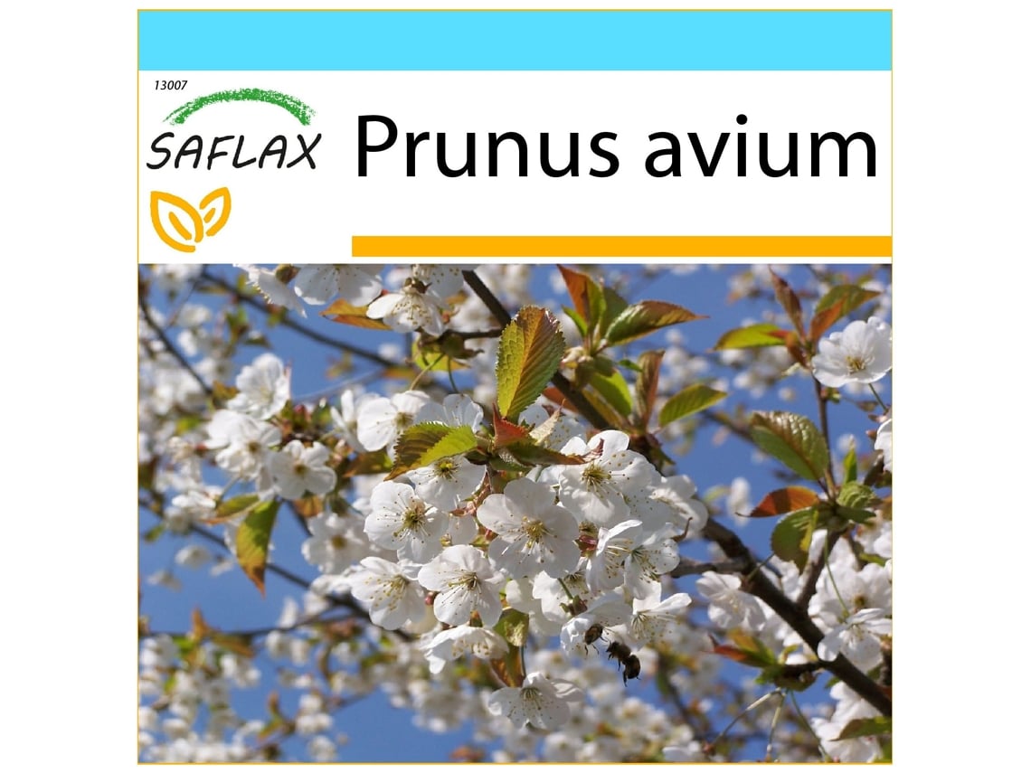 SAFLAX Set de regalo Cerezo silvestre 10 semillas Con caja de regalo, etiqueta de envío, tarjeta de regalo y sustrato de cultivo. Prunus avium