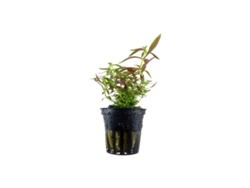 Limnophila Hippuridoides