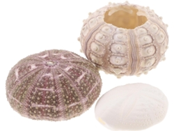 3 Soportes Para Plantas Aéreas Con Forma De Erizo De Mar, Elaborados Con Conchas Naturales De Erizo De Mar, Ideales