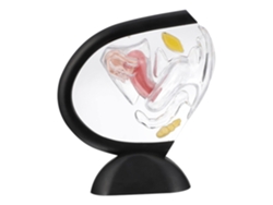 Modelo Médico Transparente De La Pared Uterina, Herramienta Didáctica De Anatomía Del Cuerpo Humano (pvc).