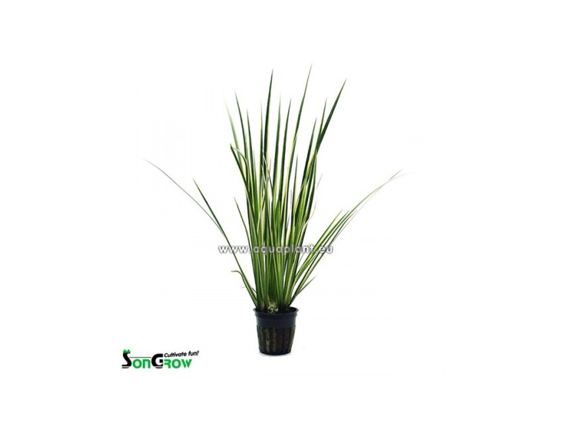 Acorus Variegatus (white/green)