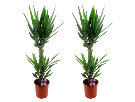 Plantas verdes - PLANT IN A BOX - Yucca Elephantipes - Set de 2 - Maceta 17cm - Altura 70-80cm
