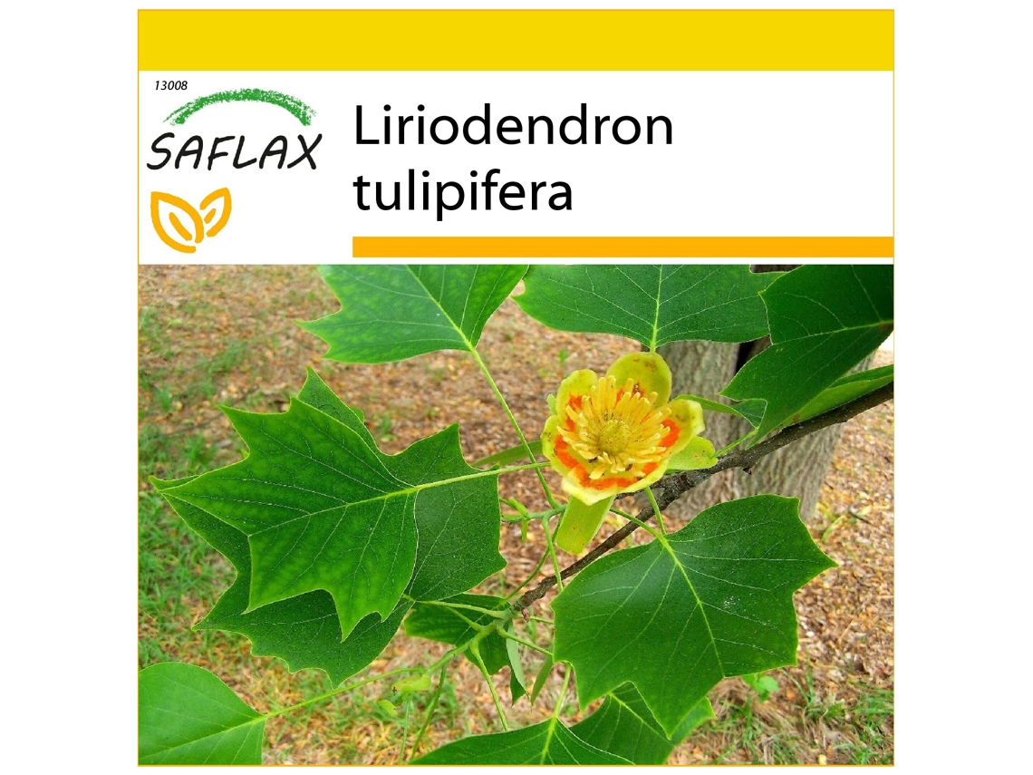 SAFLAX Conjunto de cultivo Árbol de los tulipanes 20 semillas Con mini invernadero, sustrato de cultivo y 2 macetas Liriodendron tulipifera