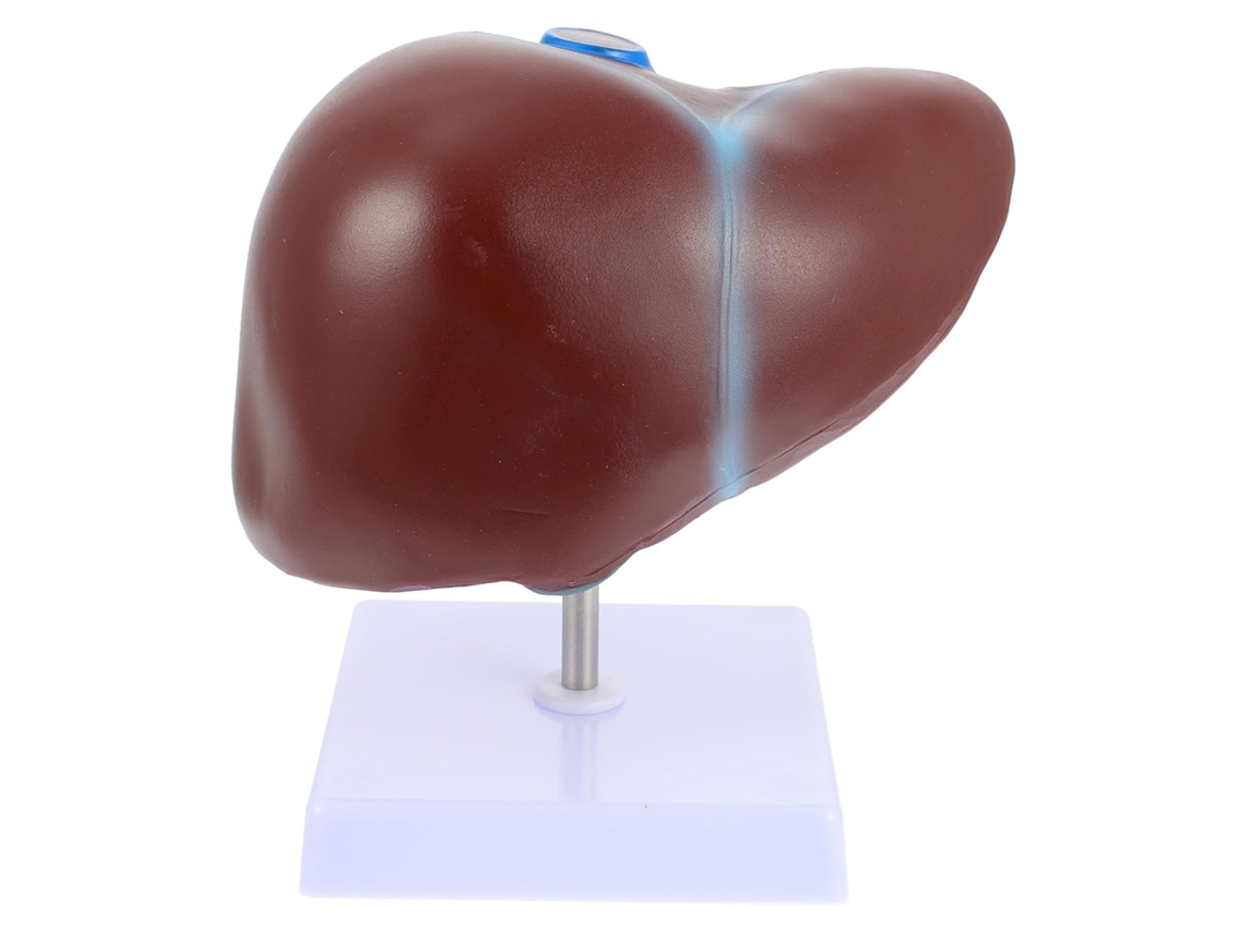 Modelo Anatómico Del Hígado Humano Con Base Realista Para La Enseñanza Médica Y Los Estudios De Fisiología.