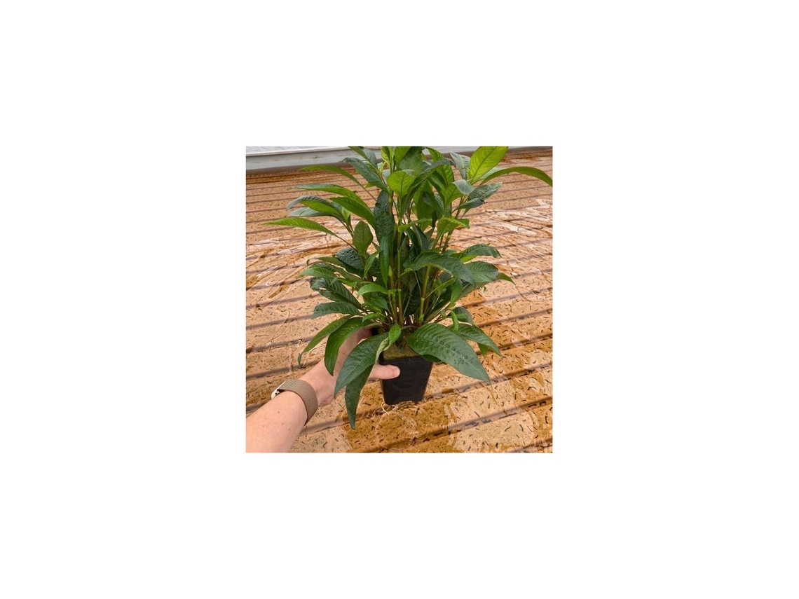Hygrophila Corymbosa Var Siamensis