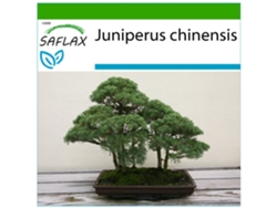 SAFLAX Enebro de la China 30 semillas Con sustrato de cultivo libre de gérmenes Juniperus chinensis