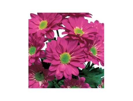 Margarita Crisantemo | Flor Natural | Crisantemo Bacardi | Ramo de 5 tallos | 70cm de alto Fuchsia