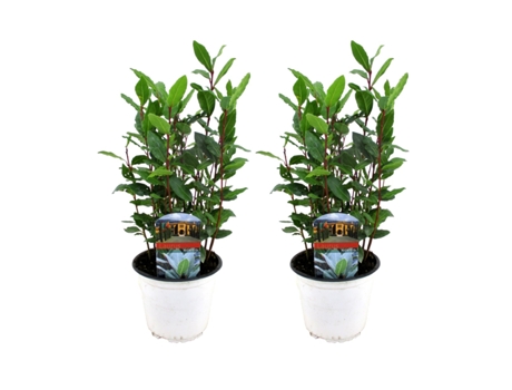 Plantas mediterráneas - PLANT IN A BOX - Laurus nobilis - Set de 2 - Maceta 14cm - Altura 30-40cm