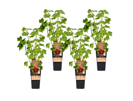 Árboles frutales - PLANT IN A BOX - Ribes rubrum Jonkheer van Tets - Set de 4 - Maceta 15cm - Altura 50-60cm