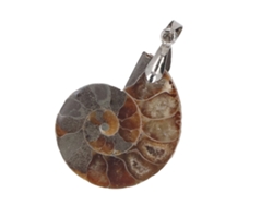 Colgante De Concha De Amonita Hecho A Mano, Regalo Vintage De La Naturaleza Para Mujeres Y Hombres.