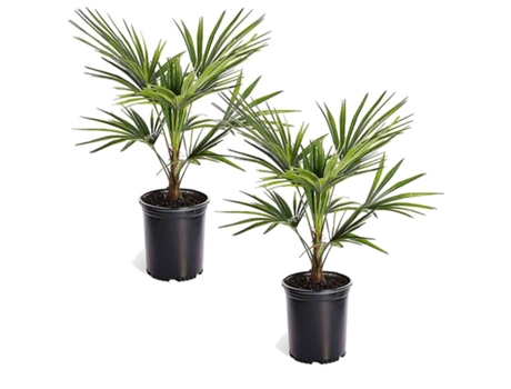 Palmeras - PLANT IN A BOX - Trachycarpus Fortunei - Set de 2 - Maceta 15cm - Altura 35-45cm