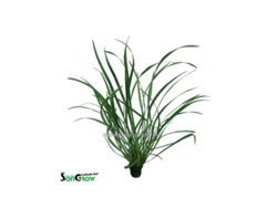 Ophiopogon Variegata