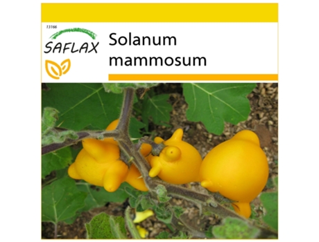 SAFLAX Conjunto de cultivo Ubre de vaca 10 semillas Con mini invernadero, sustrato de cultivo y 2 macetas Solanum mammosum