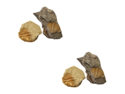 4 Piezas De Fósiles De Trilobites, Especímenes Educativos Para La Enseñanza Y