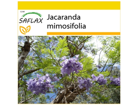 SAFLAX Conjunto de cultivo Palisandro 50 semillas Con mini invernadero, sustrato de cultivo y 2 macetas Jacaranda mimosifolia