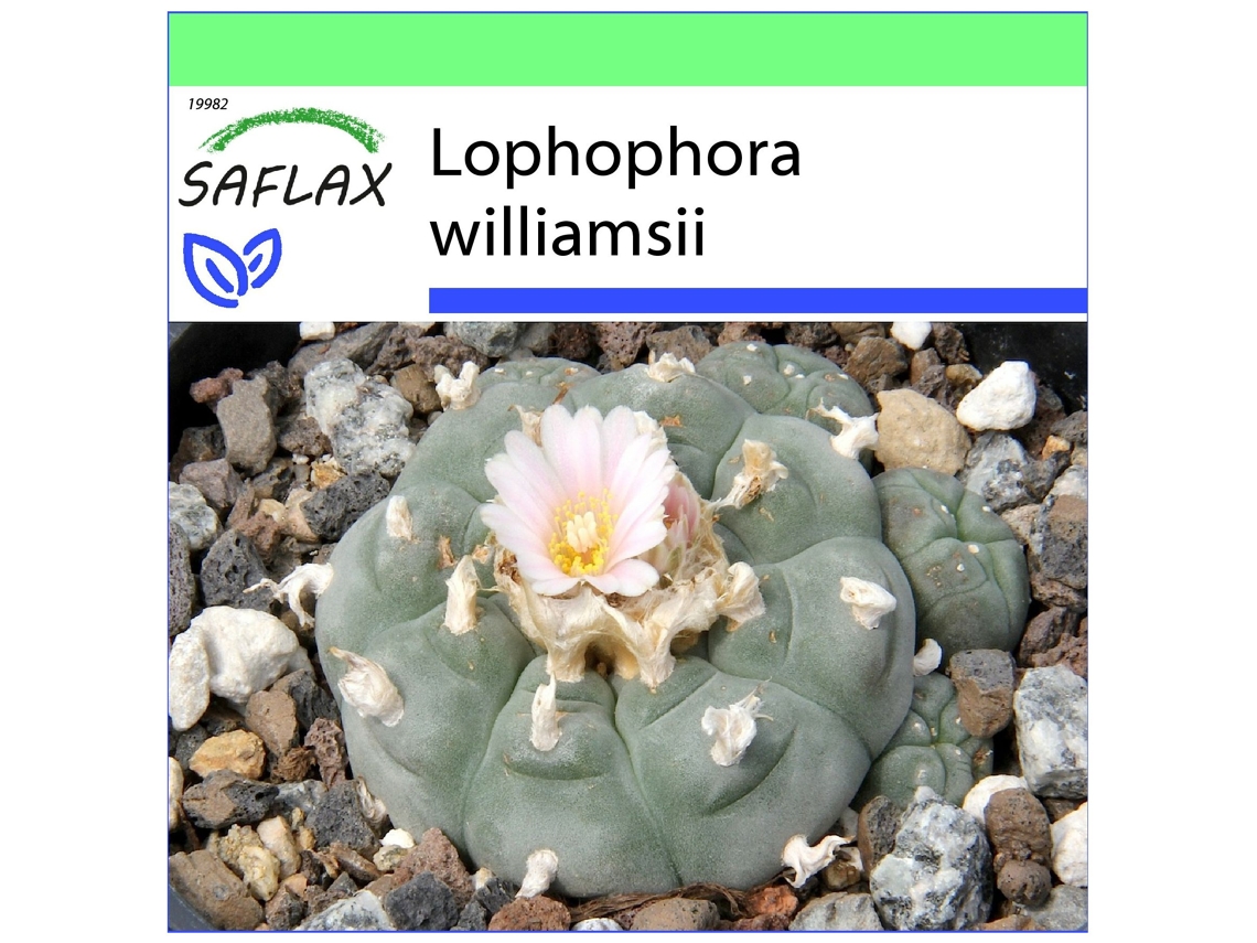 SAFLAX Garden to go Peyote 20 semillas Con maceta, tapa climática y sustrato de cultivo Lophophora williamsii