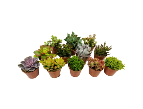 Cactus y suculentas - PLANT IN A BOX - Succulenten - Set de 12 - Maceta 5.50cm - Altura 5-10cm