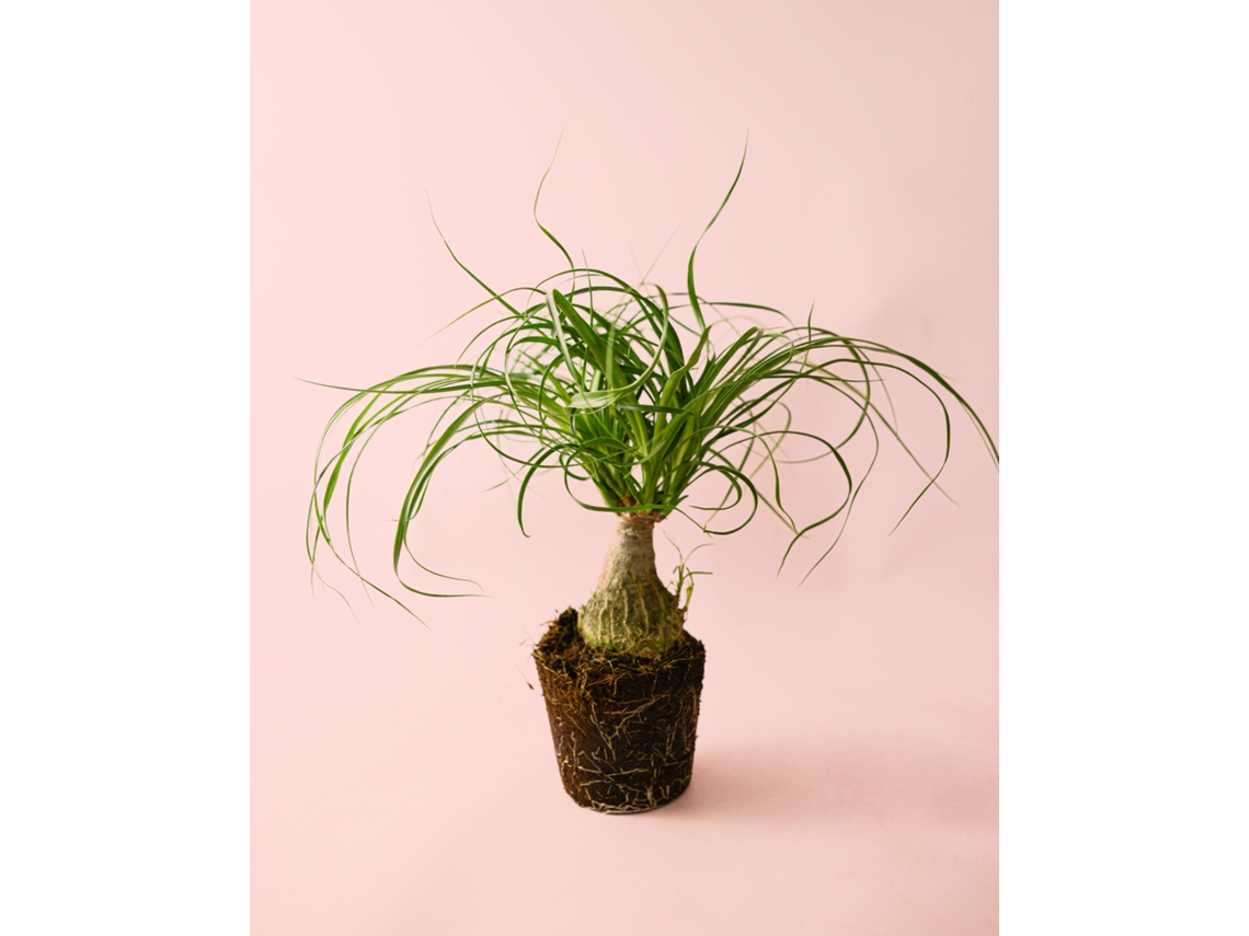 Pata de elefante | Beaucarnea Recurvata | Planta de interior natural y apta para mascotas | Pur Plant
